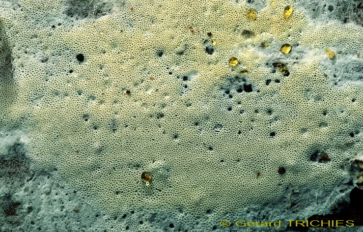 Sotto corteccia di pino.